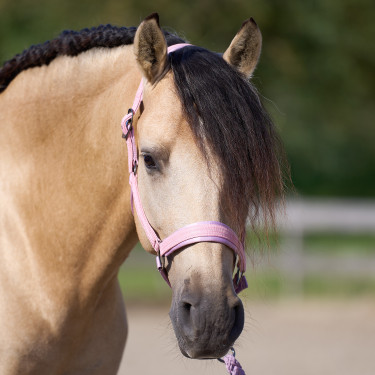 Cabezada Imperial Riding Sparkle Bailarina Violeta