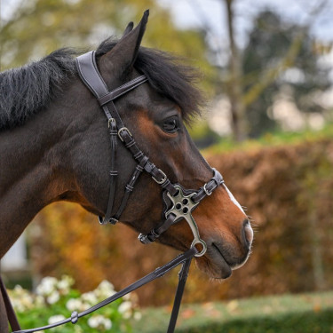 Brida Hackamore Jump'In One Premium Brida Hackamore Jump'In One Premium