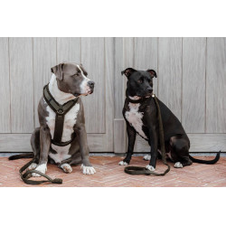 Arnés para perro Active Teddy Fleece Kentucky Verde abeto Arnés para perro Active Teddy Fleece Kentucky Verde abeto