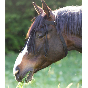 Frontal antimoscas Waldhausen autónomo Negro