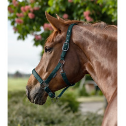 Cabezada Waldhausen Gloomy Verde abeto