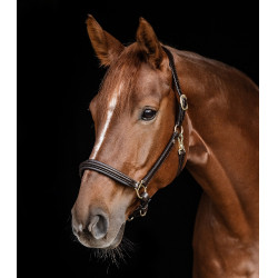 Cabezada de cuero Waldhausen Classy X-Line Marrón / dorado