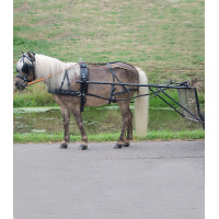 Arnés Star simple Económico para poni shetland Negro