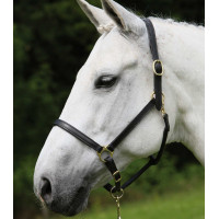 Cabezada de cuero Star Robust Negro