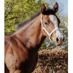 Cabezada de presentación de cuero Star para potro Blanco