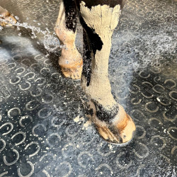 Pasta de Arcilla Alivia Dolor Golpe Contusión Nutragile Pasta de Arcilla Alivia Dolor Golpe Contusión Nutragile