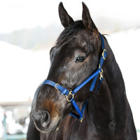 Cabezada de cuero Yankee Finn-Tack Pro Negro / verde oscuro