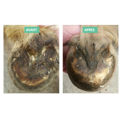 Gel tratante para pudrición severa de las ranillas Ekin Gel tratante para pudrición severa de las ranillas Ekin
