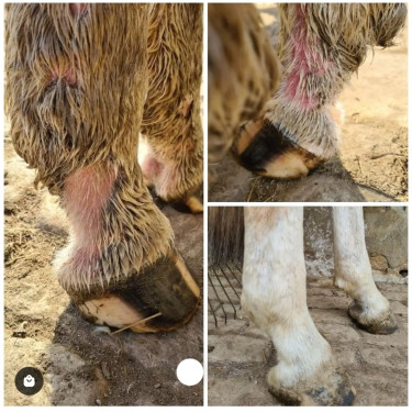 Ungüento anti-grietas para el menudillo Ekin Ungüento anti-grietas para el menudillo Ekin