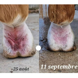 Ungüento anti-grietas para el menudillo Ekin Ungüento anti-grietas para el menudillo Ekin