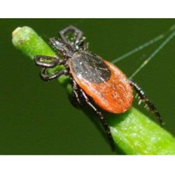 Repelente de insectos para la cabeza Ekin Repelente de insectos para la cabeza Ekin
