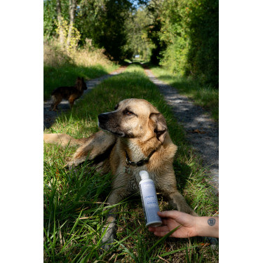 Alimento complementario Alodis Care Cani Complexe para perro Alimento complementario Alodis Care Cani Complexe para perro
