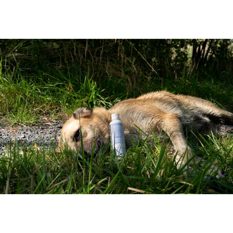 Alimento complementario Alodis Care Cani Complexe para perro Alimento complementario Alodis Care Cani Complexe para perro