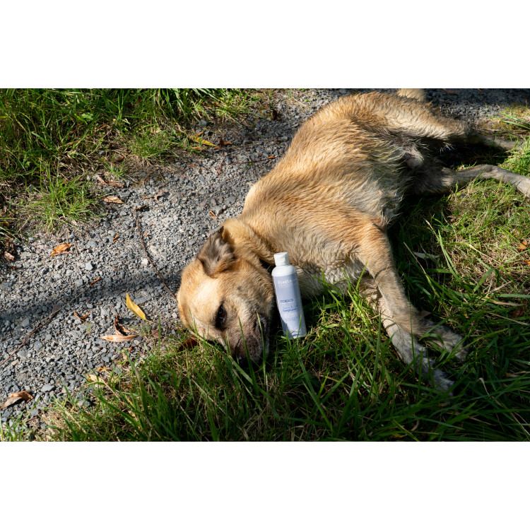Alimento complementario Alodis Care Cani Complexe para perro Alimento complementario Alodis Care Cani Complexe para perro