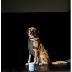 Arcilla Alodis Care Cani Clay para perro Arcilla Alodis Care Cani Clay para perro