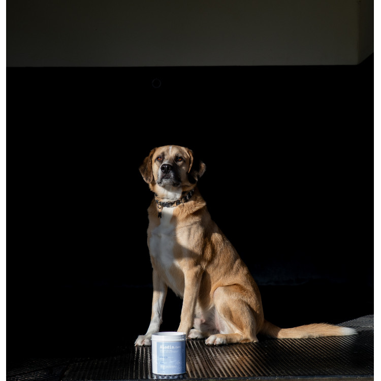 Arcilla Alodis Care Cani Clay para perro Arcilla Alodis Care Cani Clay para perro