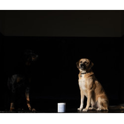 Arcilla Alodis Care Cani Clay para perro Arcilla Alodis Care Cani Clay para perro