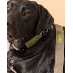 Collar GEM perro Caqui Collar GEM perro Caqui