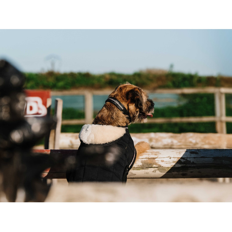 Cobija para perro Te quiero Equithème Cobija para perro Te quiero Equithème
