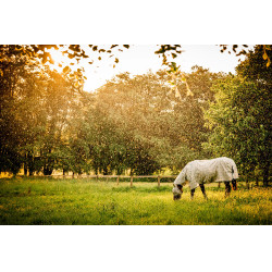 Máscaras anti-moscas Horseware Newmarket Carbón de leña Witney Gris