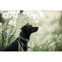 Deja Kentucky para perro Lagarto Verde oliva