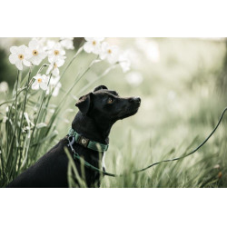 Deja Kentucky para perro Lagarto