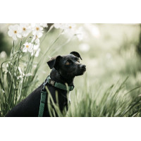 Deja Kentucky para perro Lagarto Verde oliva