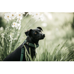 Deja Kentucky para perro Lagarto Deja Kentucky para perro Lagarto