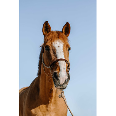 Cuerda etológica + ramal Norton Suecia Beige / marrón