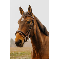 Cabezada de montar NORTON CLUB Strass V Negro