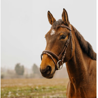 Cabezada de montar NORTON CLUB Strass V Negro