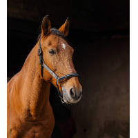 Cabezada de nailon Equithème Domino Gris