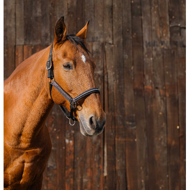 Cabezada de nailon Equithème Domino Cobre Marrón