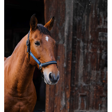 Cabezada de nailon Equithème Domino Azul real Cabezada de nailon Equithème Domino Azul real