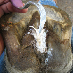 Hoof Stuff Red Horse