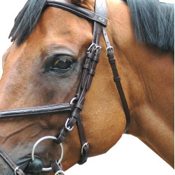 Cabezada Royan Cruz Privilege Equitation