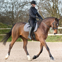 Campanas Lock On Horze