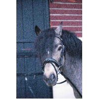 Cabezada Pénélope Eden Havana Marrón