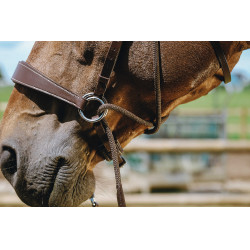 Brida sin bocado Norton Havana Marrón