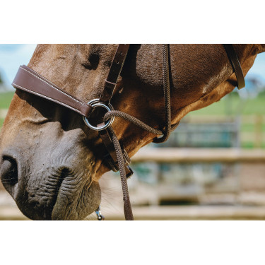 Brida sin bocado Norton Havana Marrón