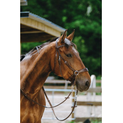 Brida sin bocado Norton Havana Marrón