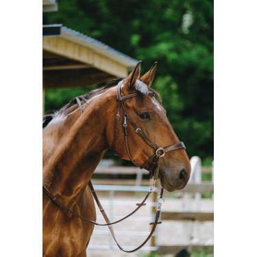 Brida sin bocado Norton Havana Marrón