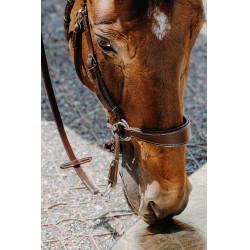 Brida sin bocado Norton Havana Marrón