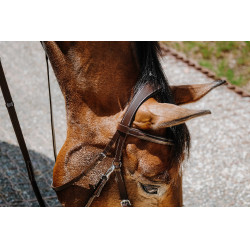 Brida sin bocado Norton Havana Marrón