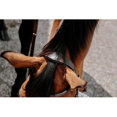 Brida sin bocado Norton Havana Marrón