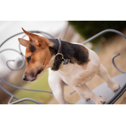 Collar para perro Pénélope Olie Havana