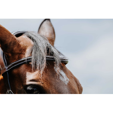 Cabezada de montar NORTON - Freedom Havana Marrón