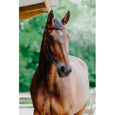 Cabezada de montar NORTON - Freedom Havana Marrón