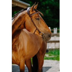 Cabezada de montar NORTON - Freedom Havana Marrón