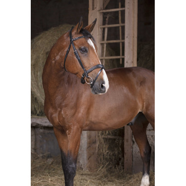 Cabezada Norton Pro Vague Negro